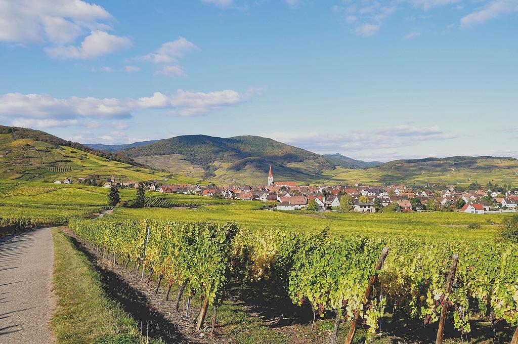 Du Vignoble Ammerschwihr