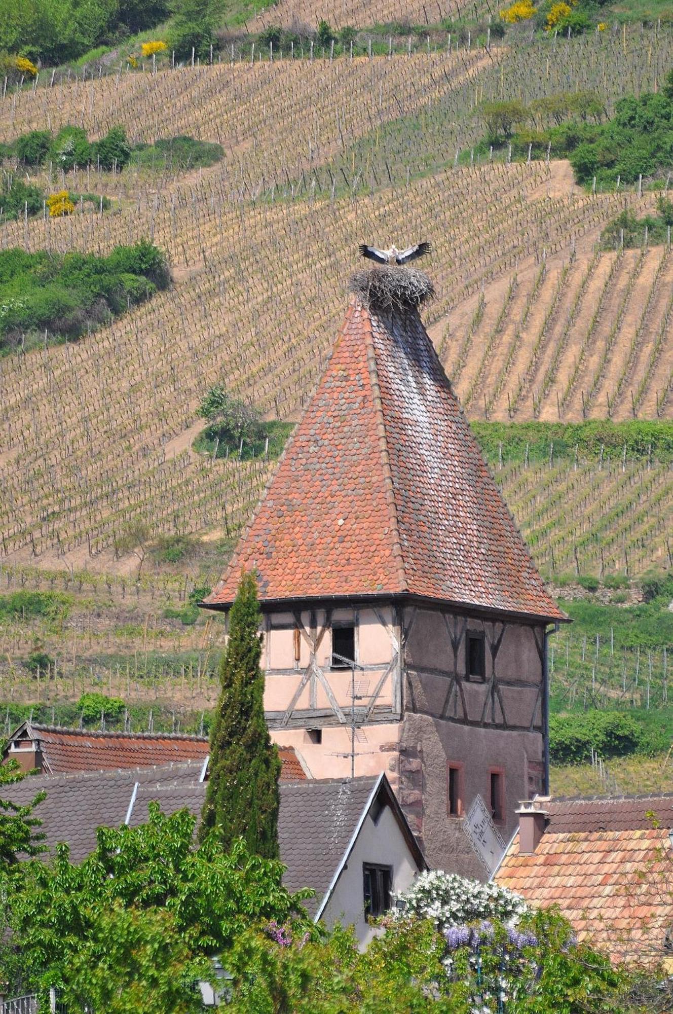 Du Vignoble Vakantiehuis Ammerschwihr